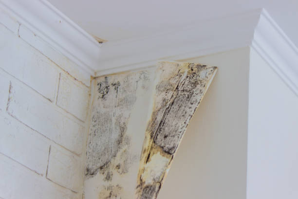 Best Water damage restoration experts  in USA